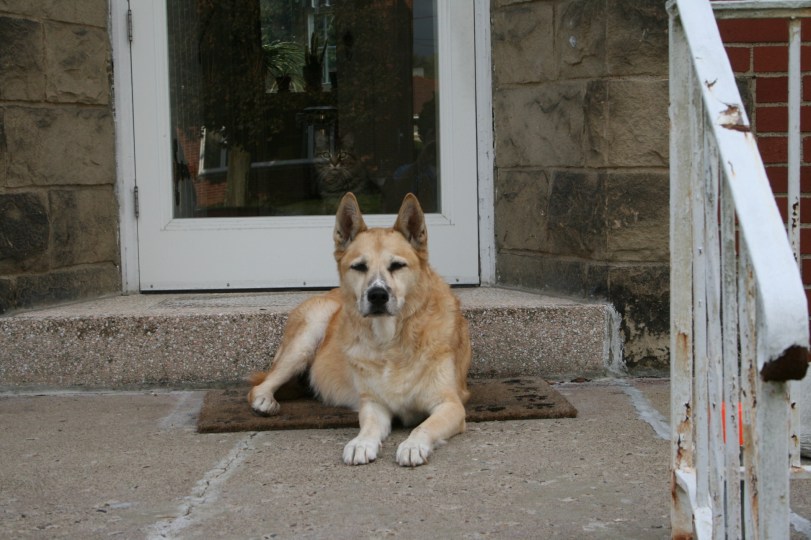 Blue laying on my sister's porch